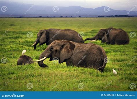 Elephants in Amboseli National Park Stock Image - Image of scenics, mammal: 84513491