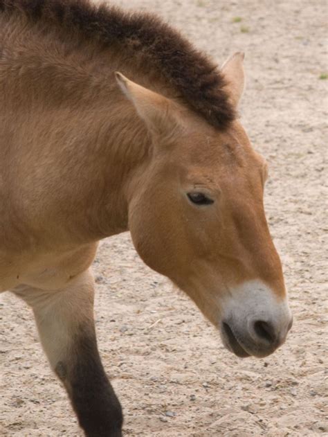 Przewalski's Horse/Cheval de Przewalski/Equus ferus przewalskii in 2020 | Horse breeds, Horses ...