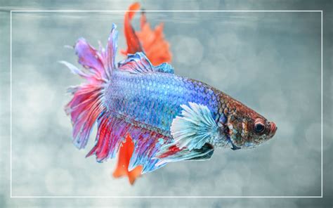 100 Funny & Cool Betta Fish Names