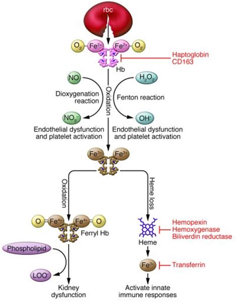 JCI - Hemolysis and cell-free hemoglobin drive an intrinsic mechanism for human disease