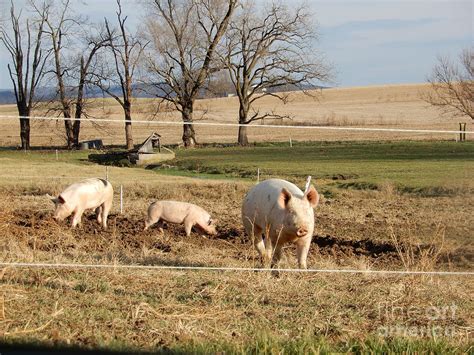 Amish Farm Animals Photograph by Christine Clark