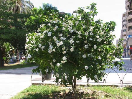 Gardenia thunbergia (White gardenia) - Plantinfo