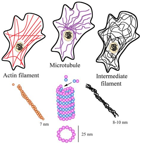 Cytoskeleton Cartoon