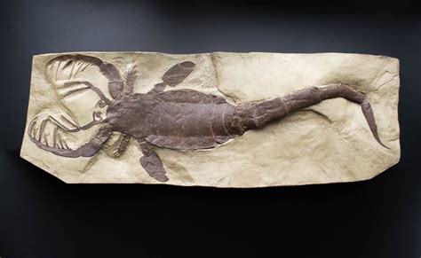 High quality model - full size Fossil sea scorpion - Mixopterus kiaeri - 79 cm - Catawiki