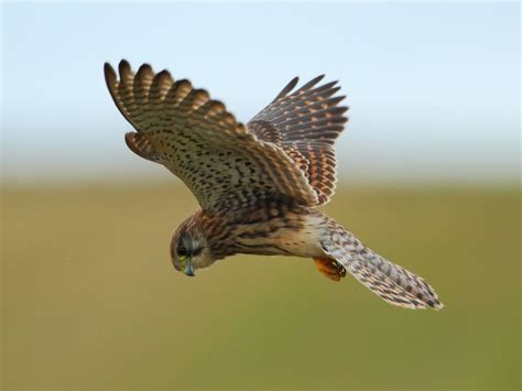 Donate to the British Raptors programme - Hawk Conservancy Trust