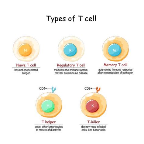 T Lymphocytes Types