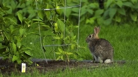 Using Fencing to Keep Rabbits Out of Your Garden