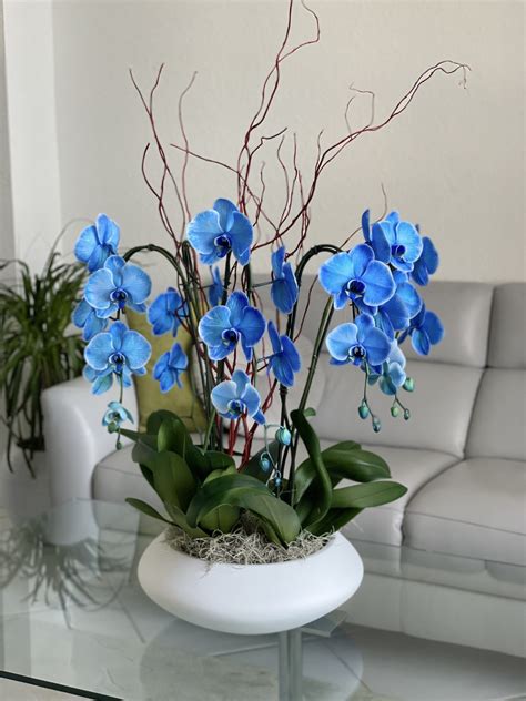 Blue Orchids For Sale | Same Day Delivery | Boca Raton