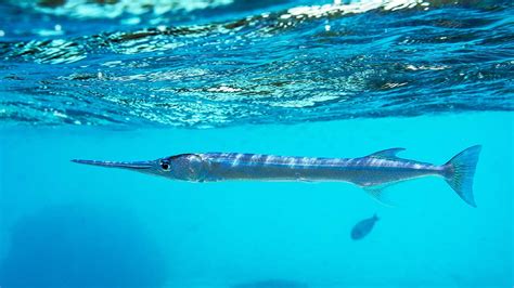 Needlefish: The Strange Fish With a Long, Pointed Nose - Scuba.com