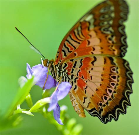 Red Lacewing butterfly capture : Biological Science Picture Directory ...