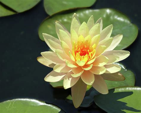 Lovely Yellow Water Lily Photograph by D Lee - Fine Art America