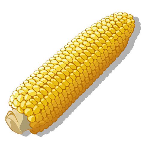 Best Corn On The Cob Illustrations, Royalty-Free Vector Graphics & Clip Art - iStock