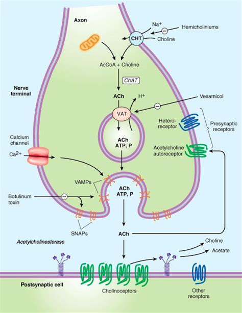 Acetylcholine Synthesis Diagram | Quizlet