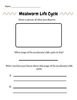 Life Cycle of a Mealworm Obervation Worksheet by Pak's Kindergarten Pack