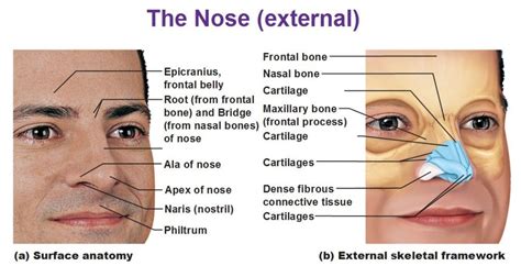 external nose cartilage, philtrum, naris, apex, ala of nose, bridge | Respiratory system, Nose ...