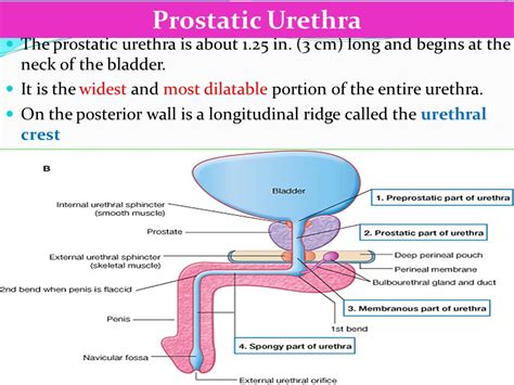 Prostatic abscess antibiotics