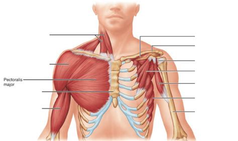 Hangi Kas Nerededir? En detaylı Kas Anatomisi