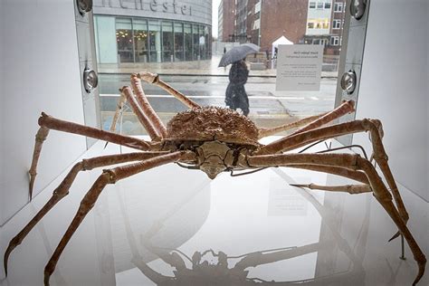 Giant Japanese Spider Crab