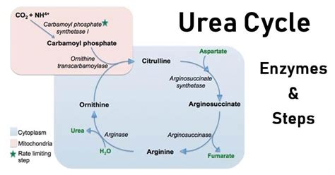 Urea Cycle: Functions, Steps, Products, Regulation, Disorders