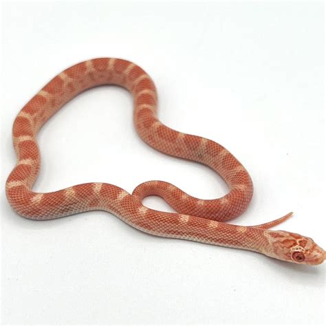 Albino Sunkissed Motley Corn Snake baby