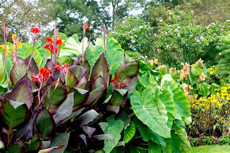 Large leaved cannas make a dramatic statement in any garden. These heat ...