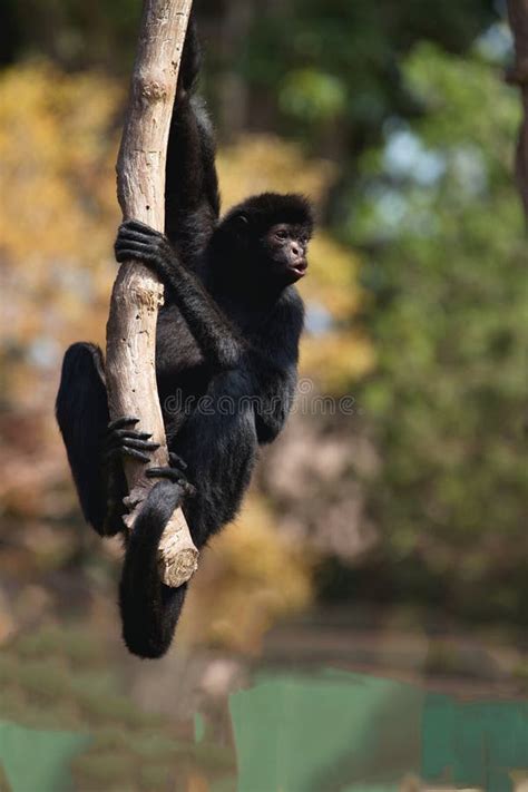 Peruvian Spider Monkey, Ateles Chamek, Sitting in a Tree Stock Photo - Image of america, chamek ...