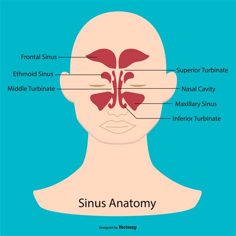 Sinus Anatomy Illustration 172412 Vector Art at Vecteezy