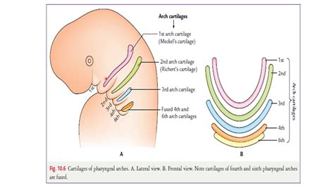 Pharyngeal apparatus part - 1 || Embryology || Anatomy - YouTube