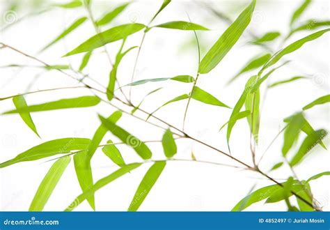 Close up of bamboo leaves stock image. Image of japan - 4852497