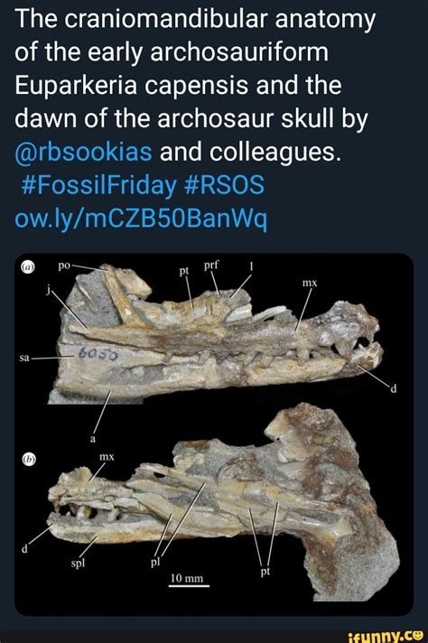 The craniomandibular anatomy of the early archosauriform Euparkeria capensis and the dawn of the ...