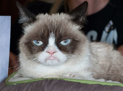 Grumpy Cat, the face of thousands of internet memes, has died