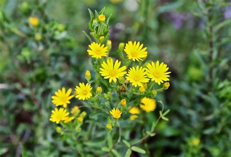 Sweet Southern Days: Fall Wildflowers