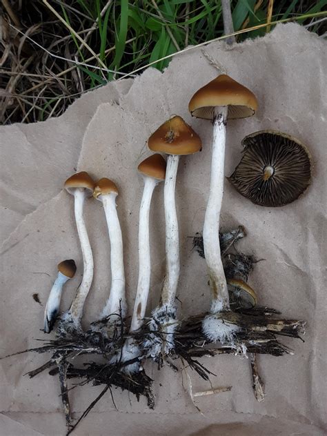 Psilocybe azurescens at various stages of development : r/shrooms