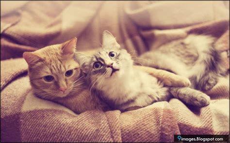 Cat, couple, hug, cute, bed