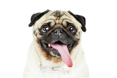 Closeup Pug Dog Tongue Hanging Out Photograph by Good Focused