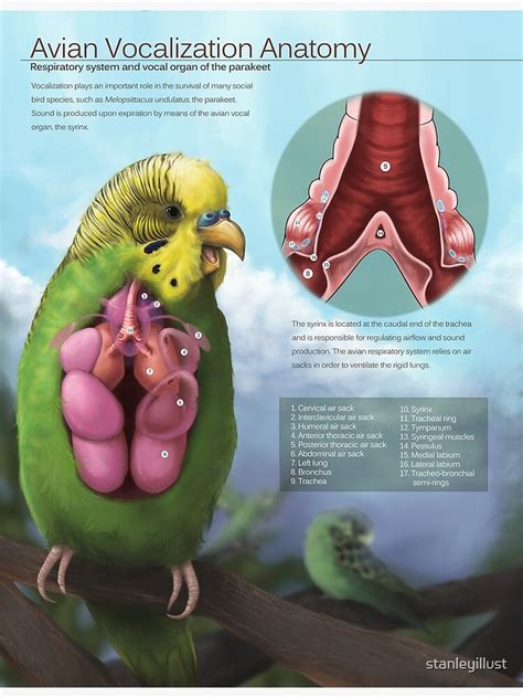 "Avian Vocalization Anatomy of the Budgie" Poster for Sale by ...