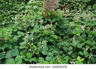 Flowers Pueraria Phaseoloides Ground Cover Crop Stock Photo 2102910139 ...