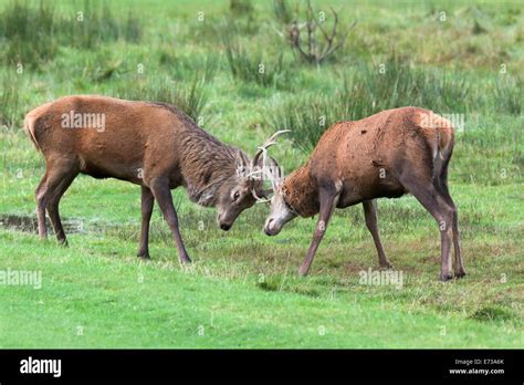 Red Deer Scotland Stock Photos & Red Deer Scotland Stock Images - Alamy