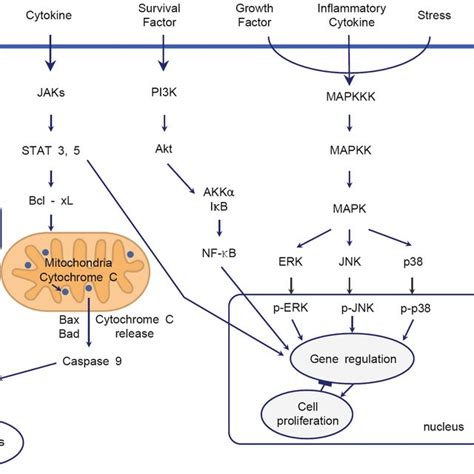 Schematic diagram for the cellular mechanism of neurotoxicity of local ...