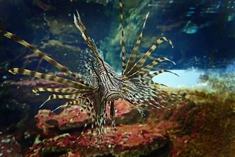 30 Spectacular Lionfish Facts That Will Surely Stun You | Facts.net