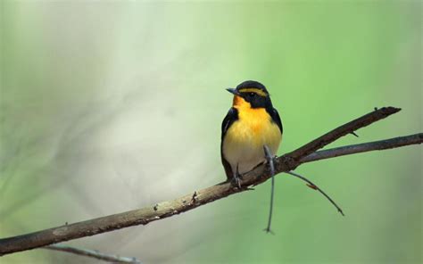 Black and yellow robin HD wallpaper | Wallpaper Flare