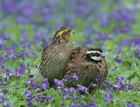 14 Types of Quail: Species, Pictures and Identification