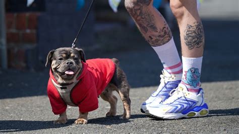 Celebrities attend Paul O'Grady's funeral as dogs line the streets | UK ...