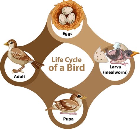 Life Cycle of a Bird Diagram 2811956 Vector Art at Vecteezy