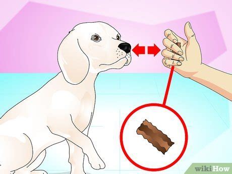 3 Ways to Teach Your Dog to Do a High Five - wikiHow Pet