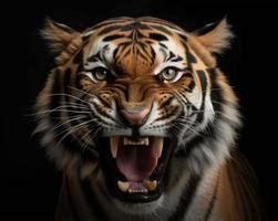 Tiger Growling