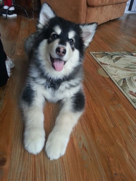 4 month old Alaskan malamute puppy. This is my baby Gimli ...