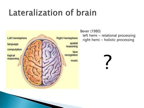 PPT - Ch13. Biological Foundations of Language PowerPoint Presentation - ID:6168201