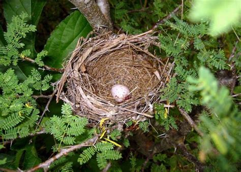 Painted Bunting nest – طيور العرب