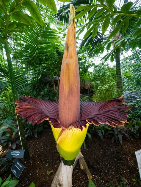 10 Corpse Flower Facts (& tWhy it is so Stinky) | Flower Glossary